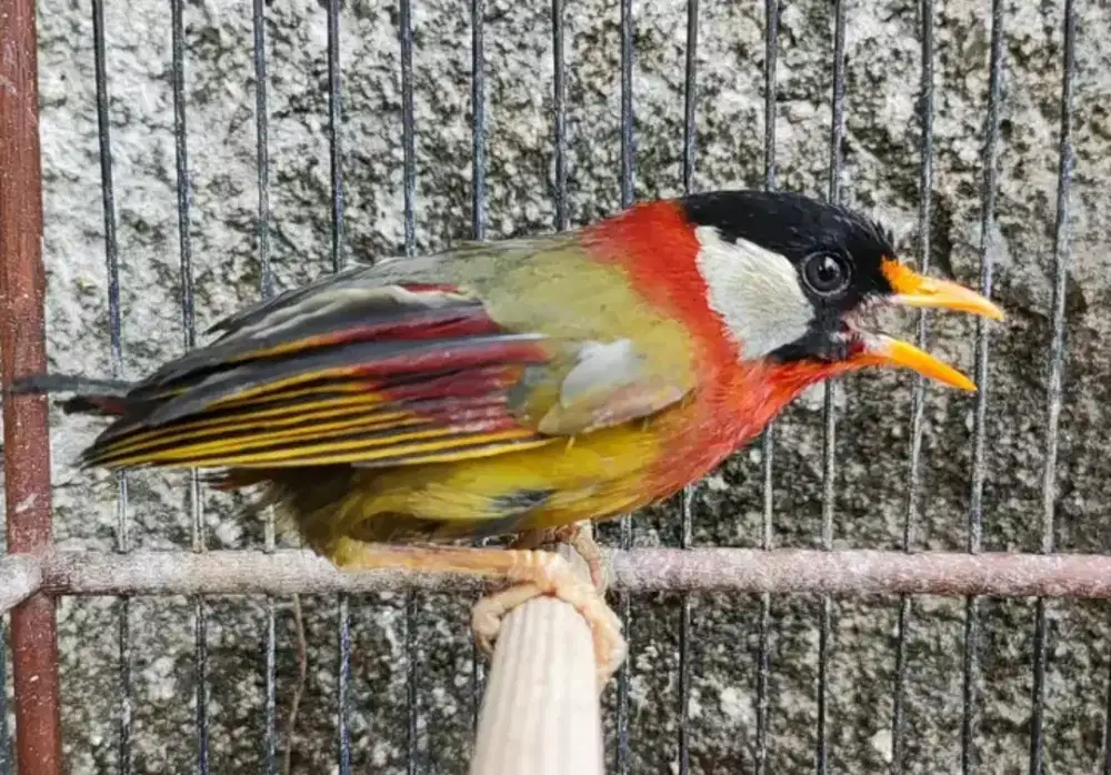 Pancawarna improt bukan lokasi