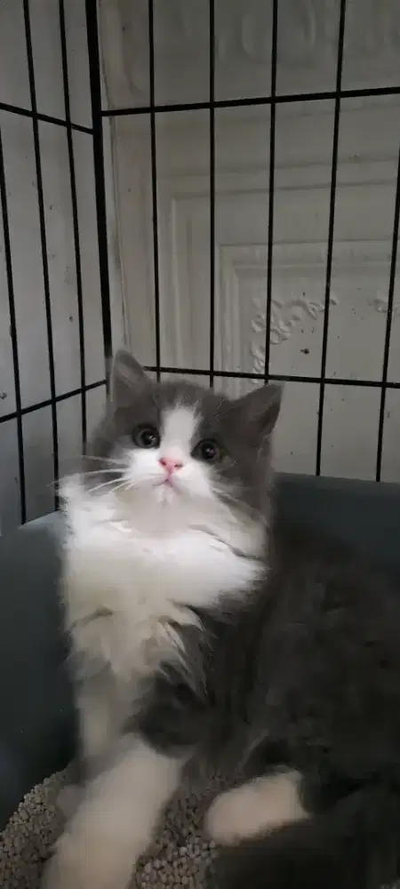 Anak kucing anggora/kitten persia betina/kucing persia l betina