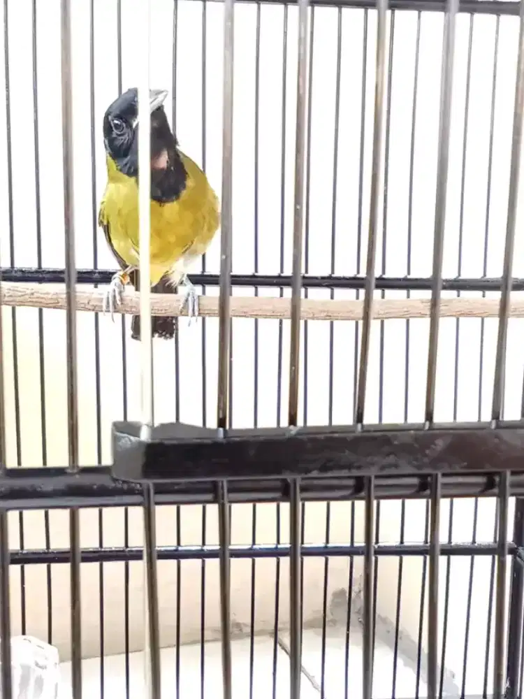 Samyong jantan gacor rawatan