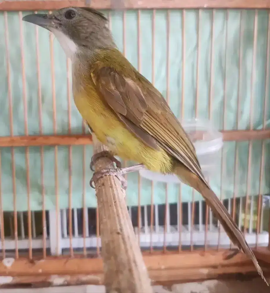 Cucak jenggot lokal jabar