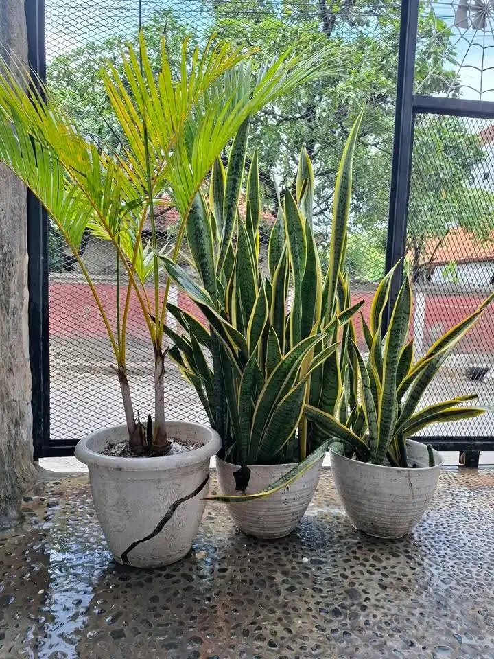 Jual borongan tanaman hias lidah mertua dan palem