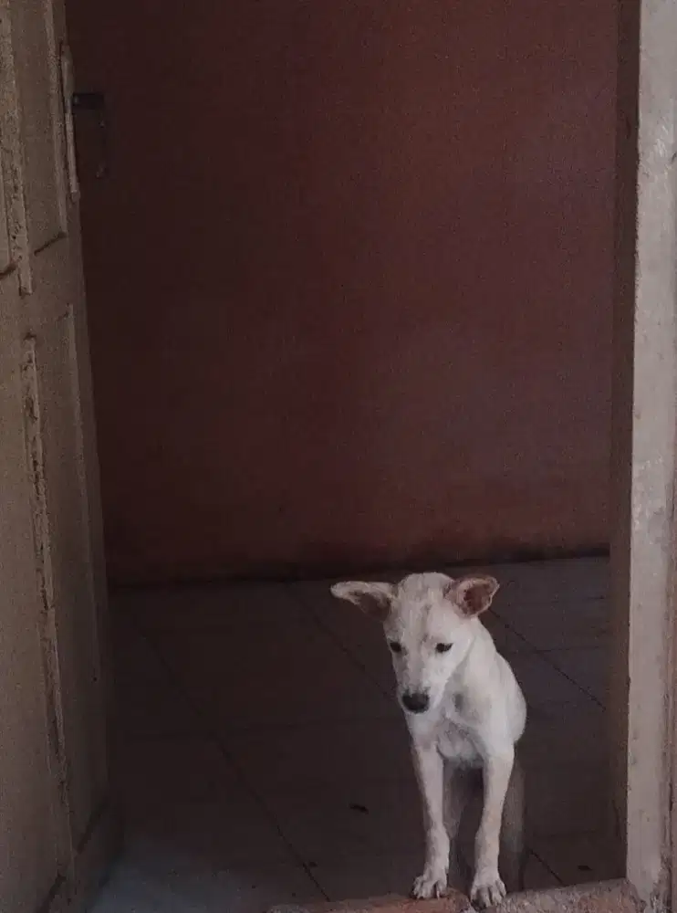 cihuahua mix mini pinscher