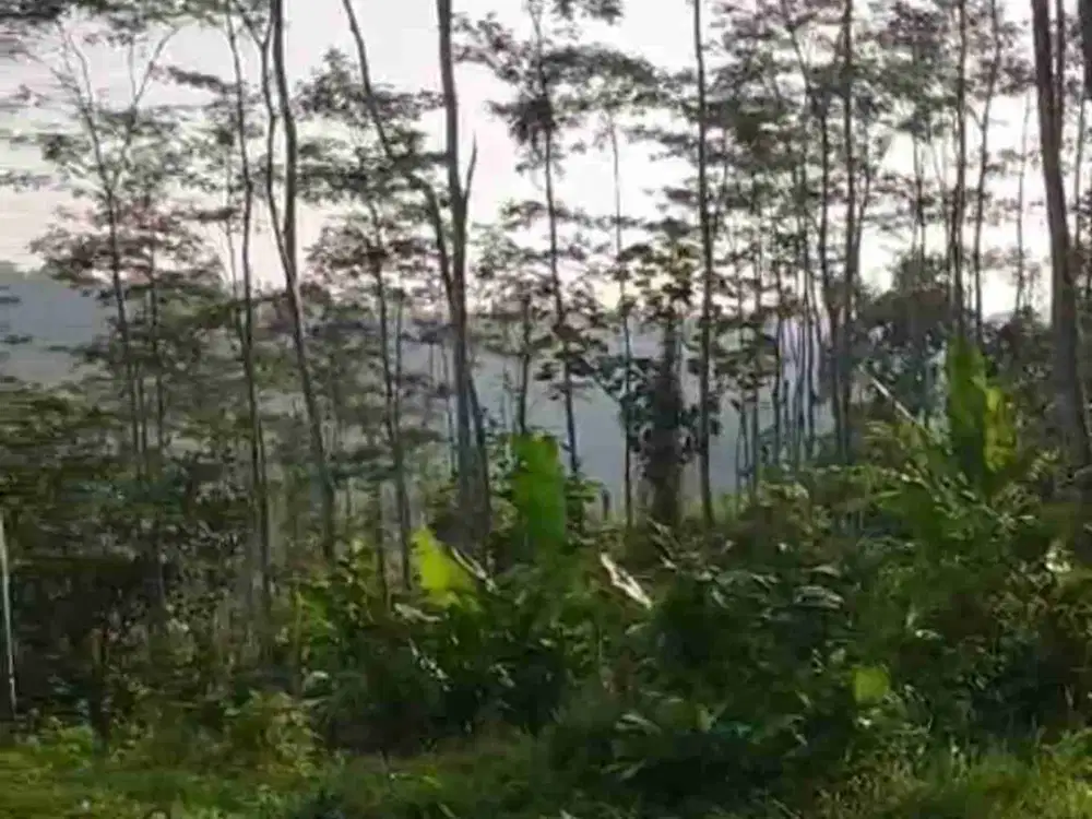 Dijual lahan dekat wisata bukit pinus, wisata banyu mili dan air terjun yg belum dibuka