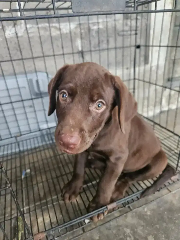 Labrador coklat Jantan Betina Stamboom