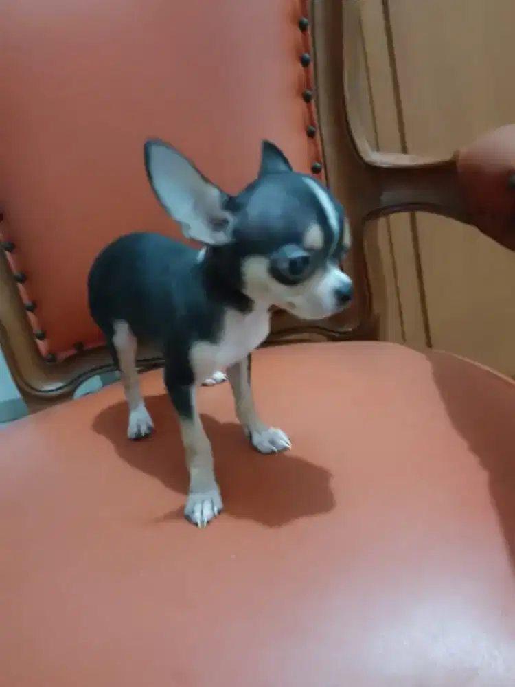 Chihuahua Jantan Non Stamboom