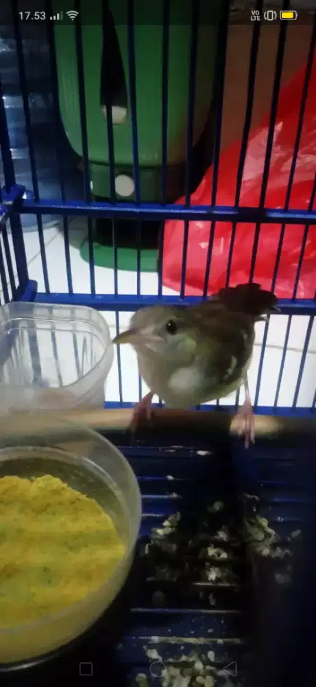 Cisem Muda/ Ciblek semi