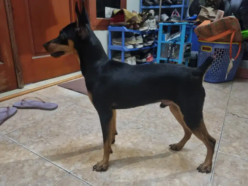 MINIATURE PINSCHER