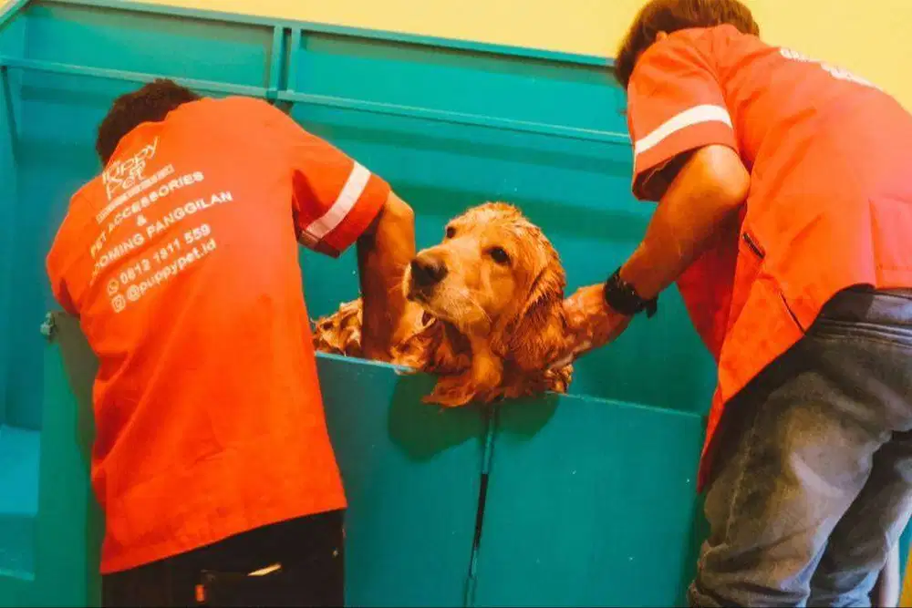 Lowongan Kerja Groomer dan Asisten Groomer di Cipondoh Tangerang