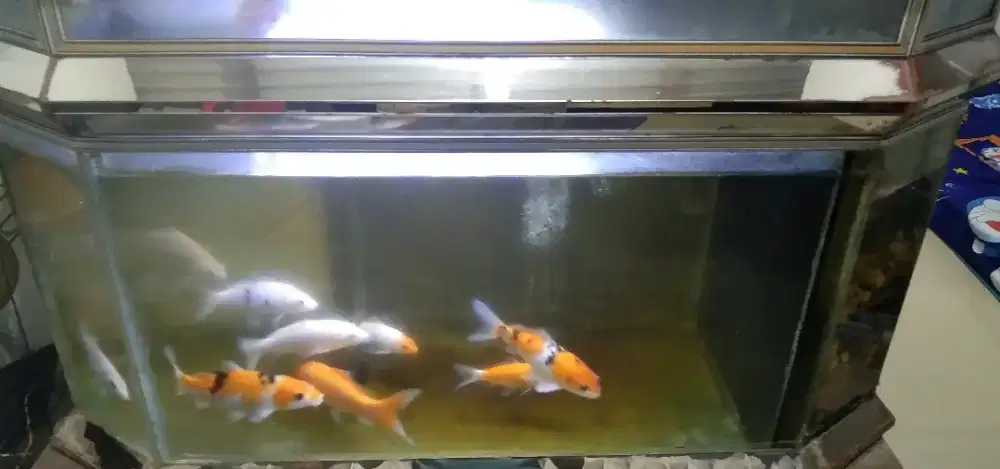 Ikan koi dan akuarium