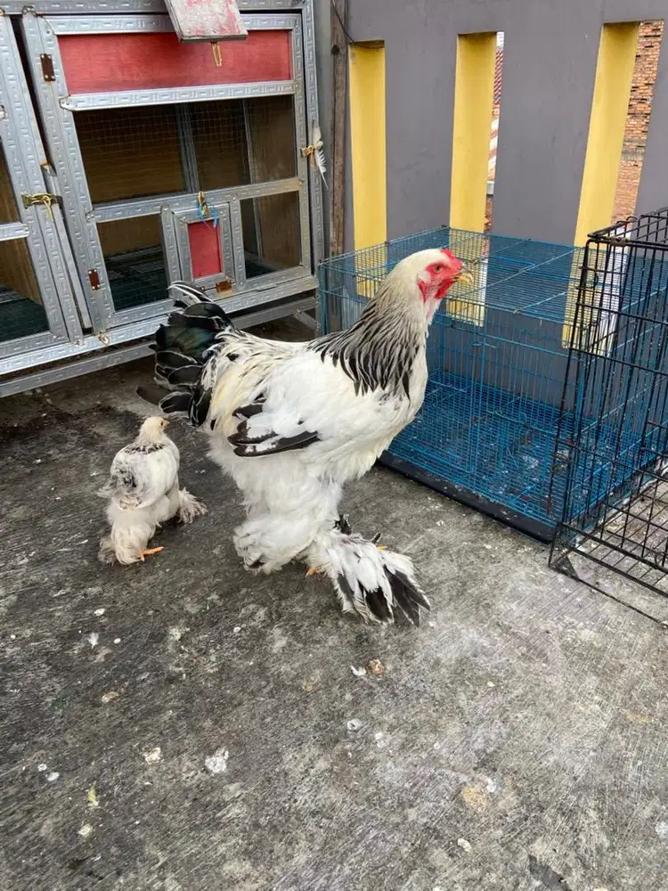 Ayam brahma siapan sepasang