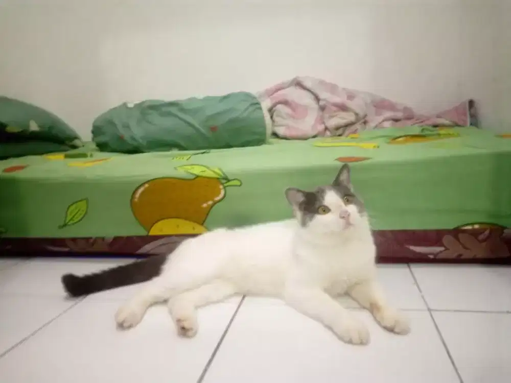 British Shorthair Bicolor Pure Lepas Cepat BU