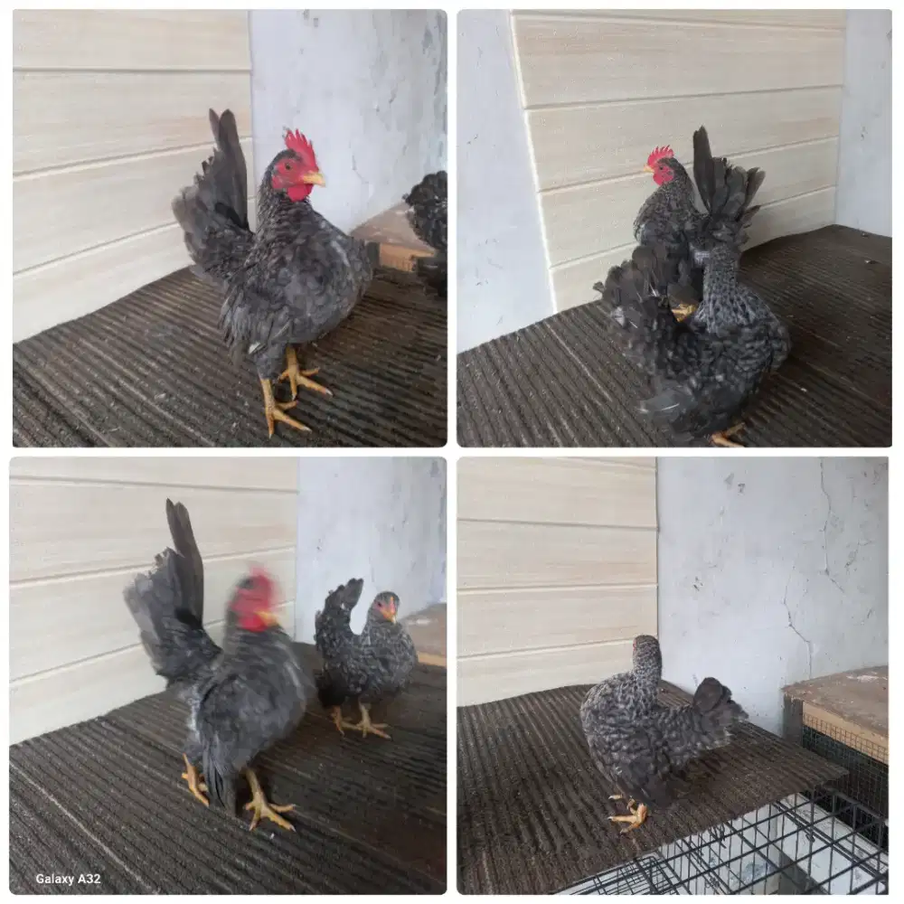 Ayam serama sepasang jali