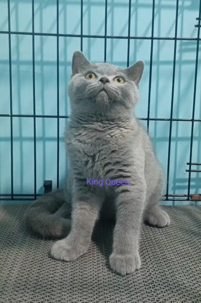 Kucing British Shorthair BSH Blue Solid Jantan 3,5 bulan Parent Ped