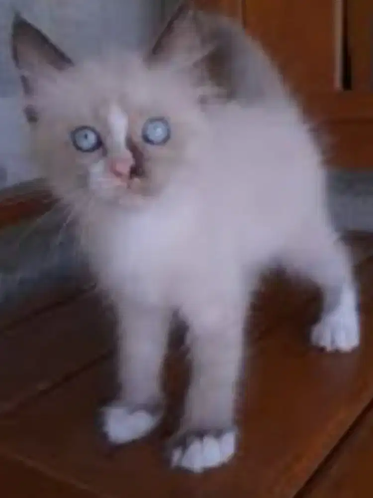 La Persia peaknose longhar