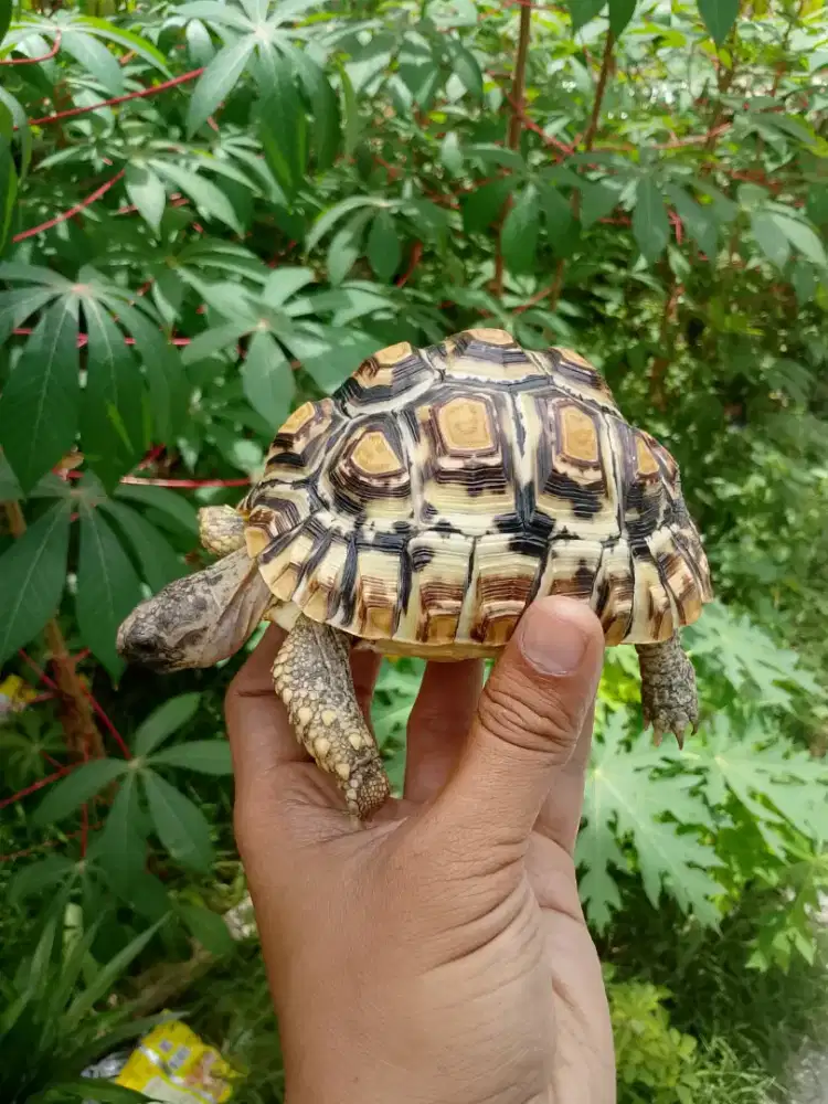 Kura kura darat pardalis