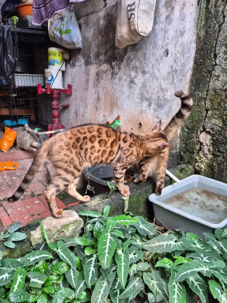 Kucing persia, bsh, peaknose, mainecoon, kitten