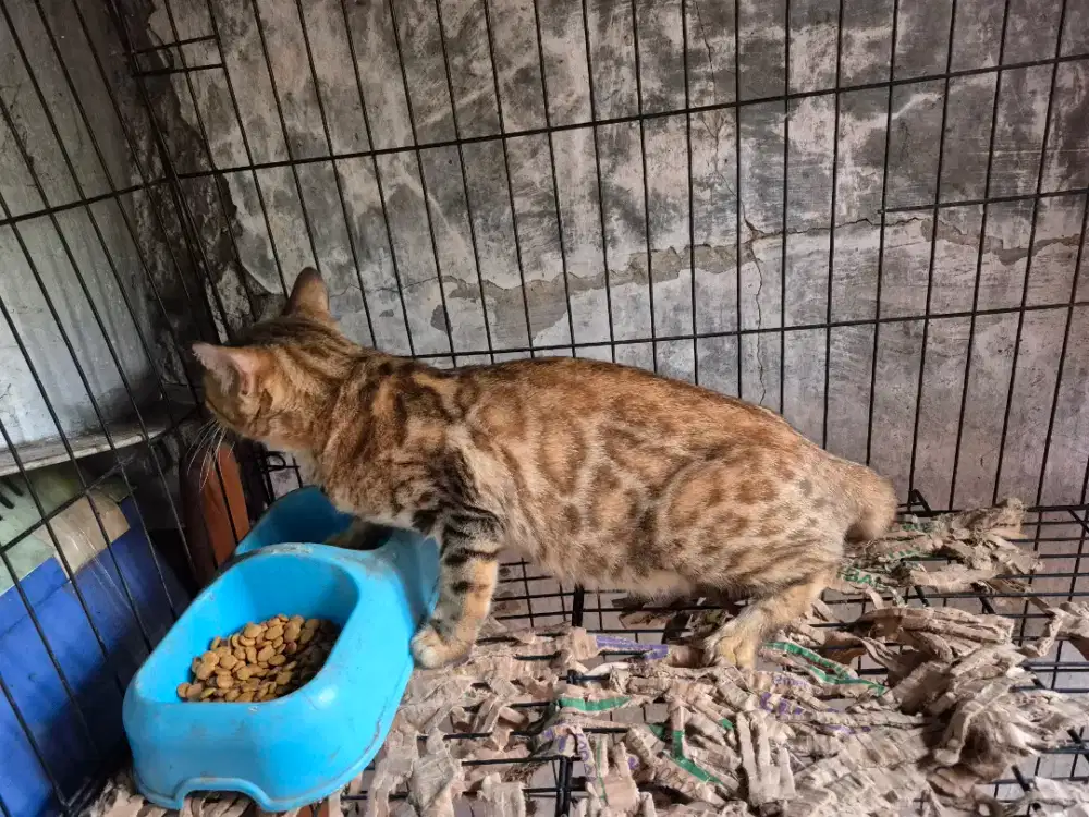 Kucing persia, mainecoon, peaknose, kitten, bsh