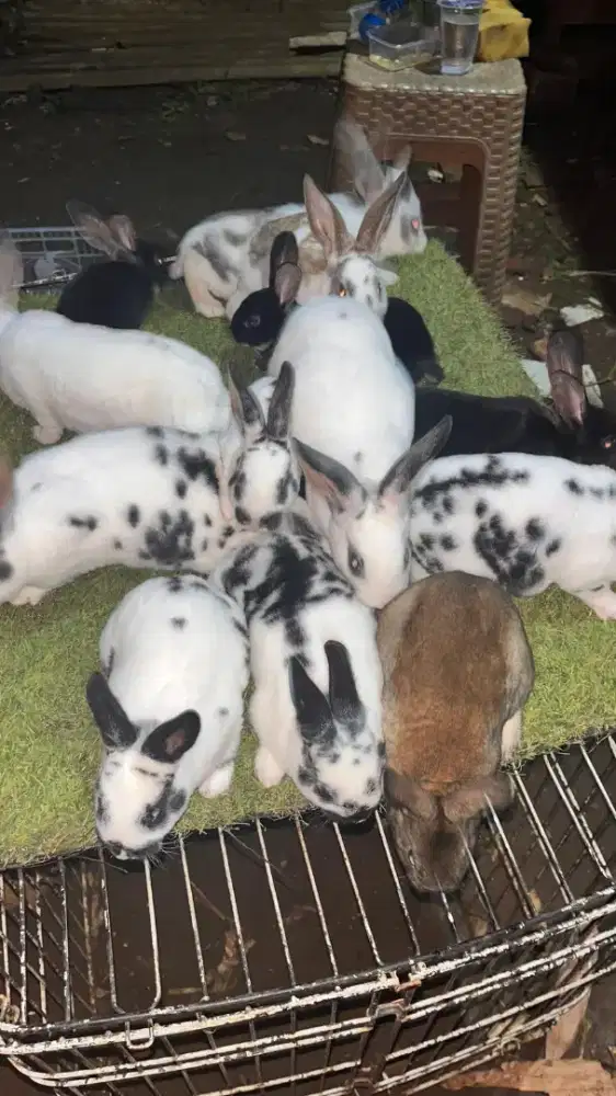 DIJUAL SAPIHAN KELINCI REX PURE