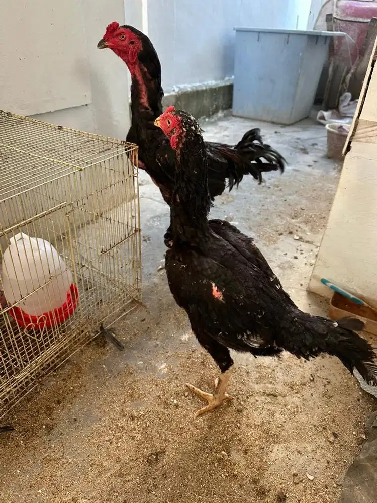 Jual induk pakhoy full brakot