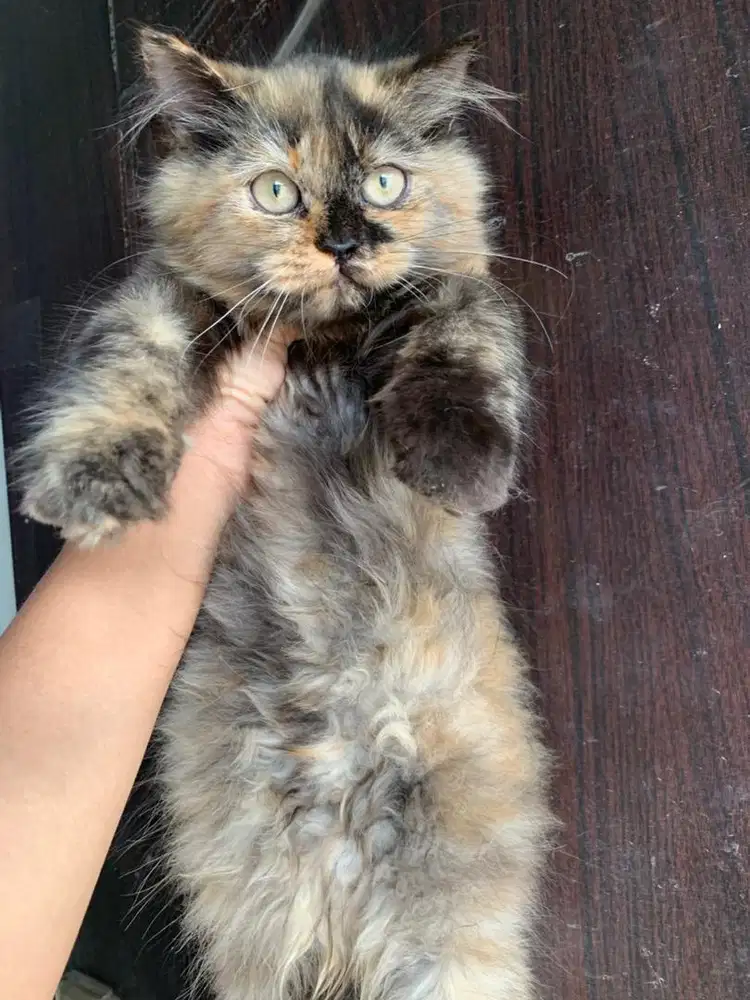 Kitten persia medium