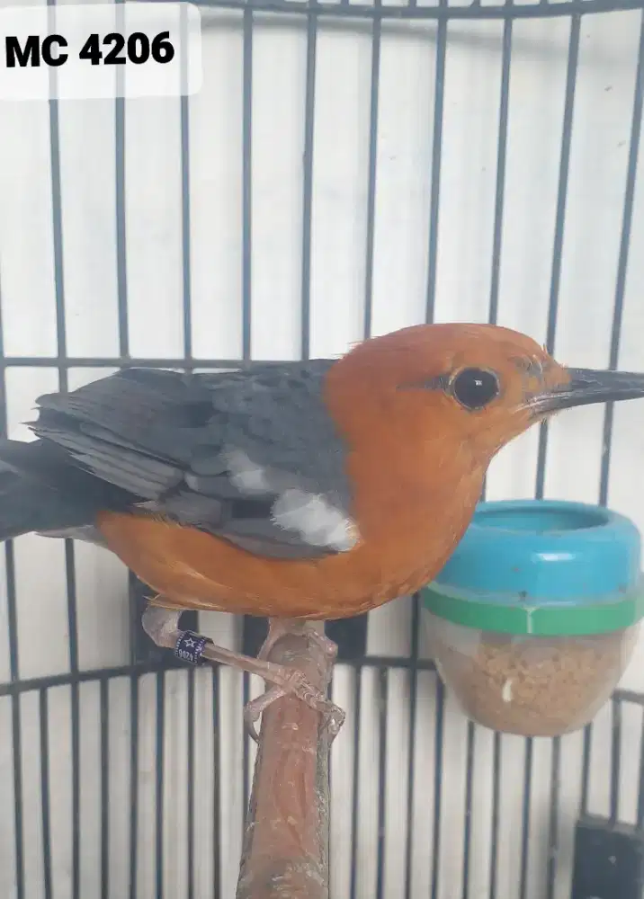 Burung Anis Merah pastol