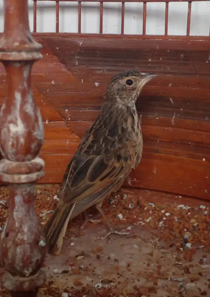 Burung branjangan lokal