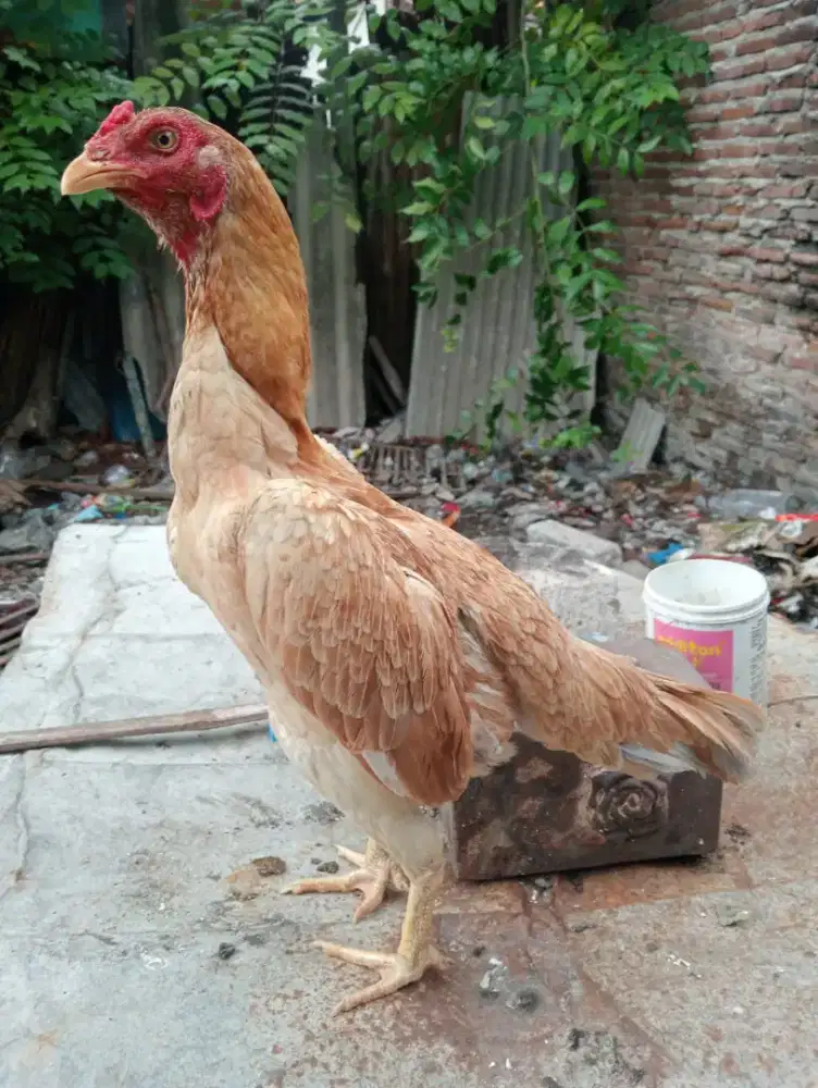 Ayam betina jenis Mangon Silangan bangkok