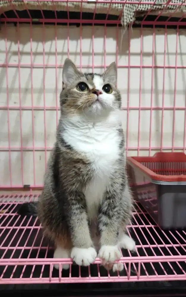 Kucing Scottish Straight / British Shorthair/ BSH