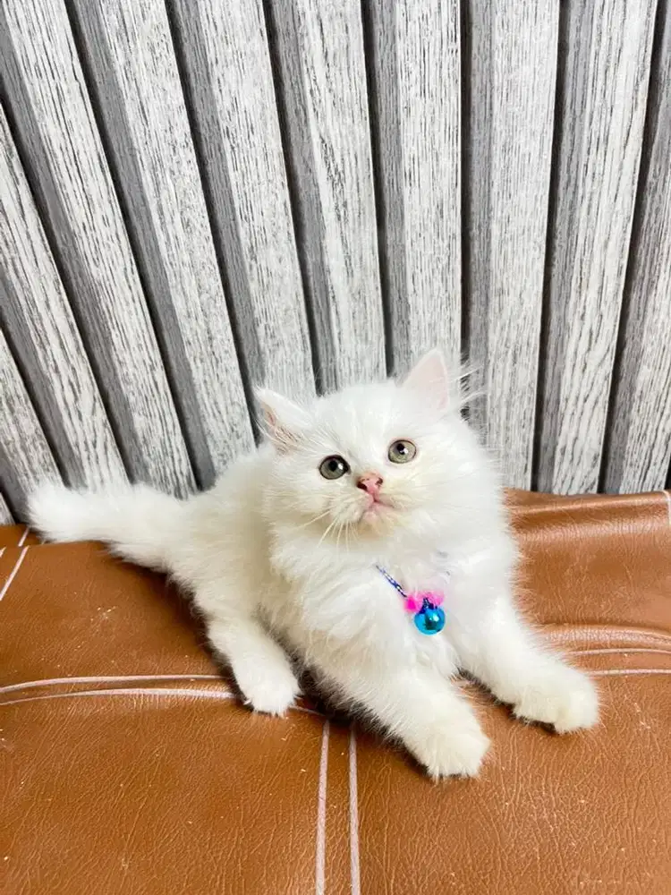 Persia super longhair bulu kapas