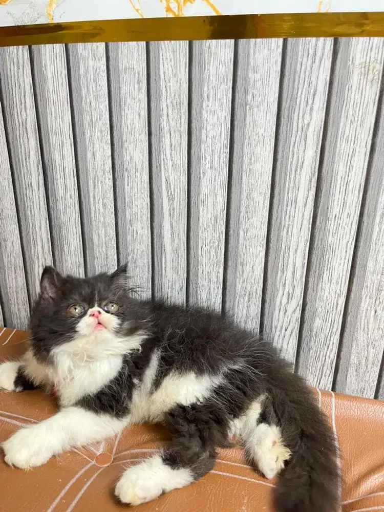 Persia peaknose super bigbon bulu rimbun jos