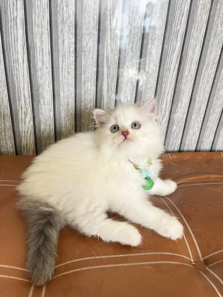 Persia super longhair warna best seller