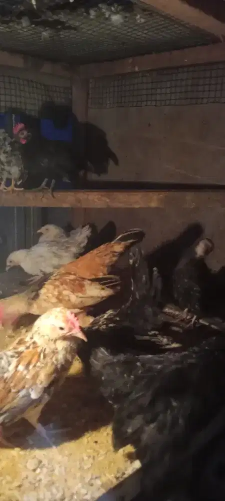 Anakan Kate 3 bulanan