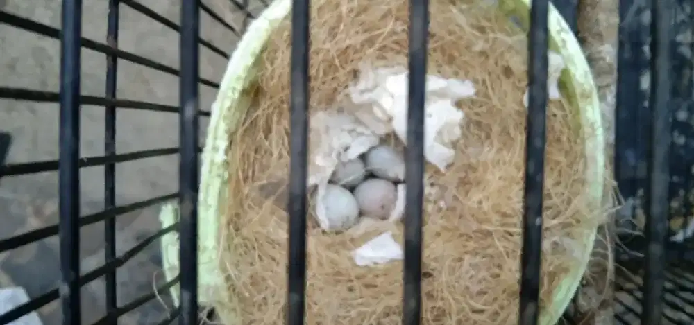 Jual kenari betina mapan