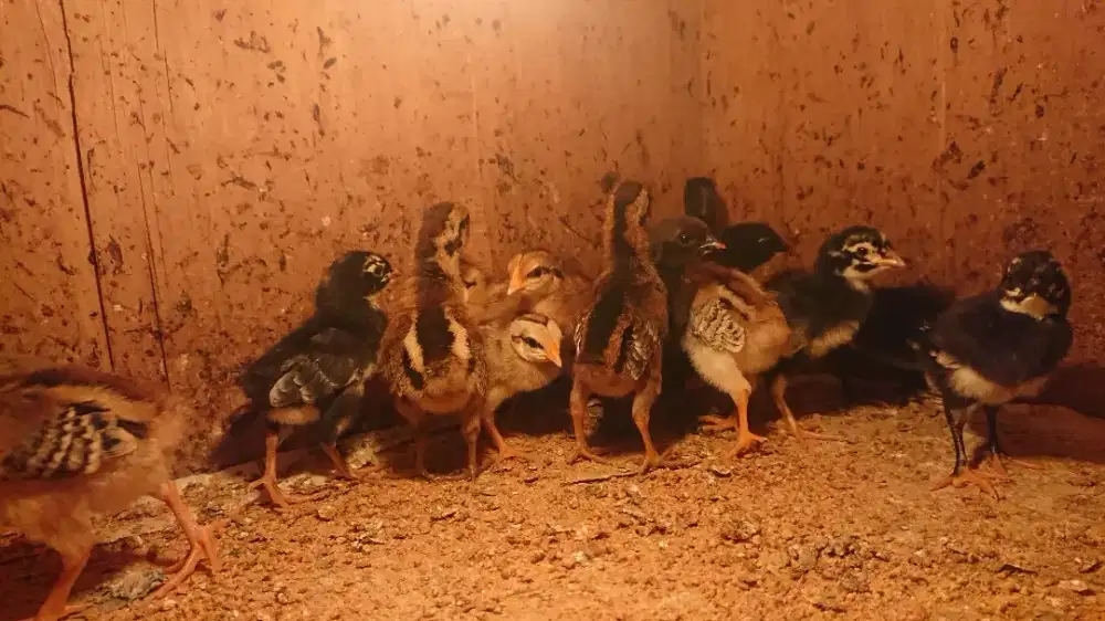 Bekisar Umur 1 Minggu