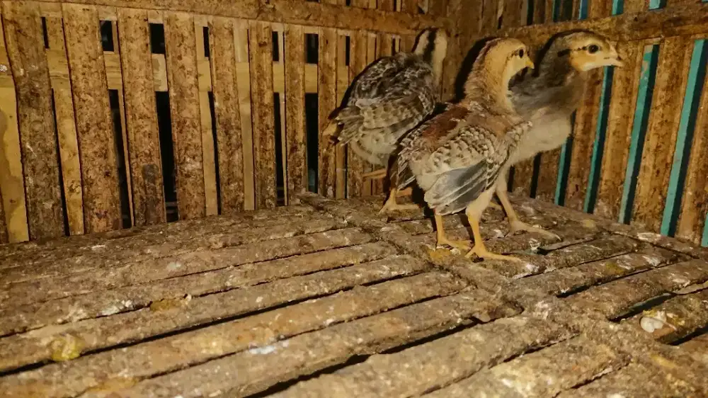 Bekisar Umur 1 Bulan