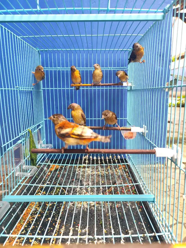 Red siskin paud sepasang