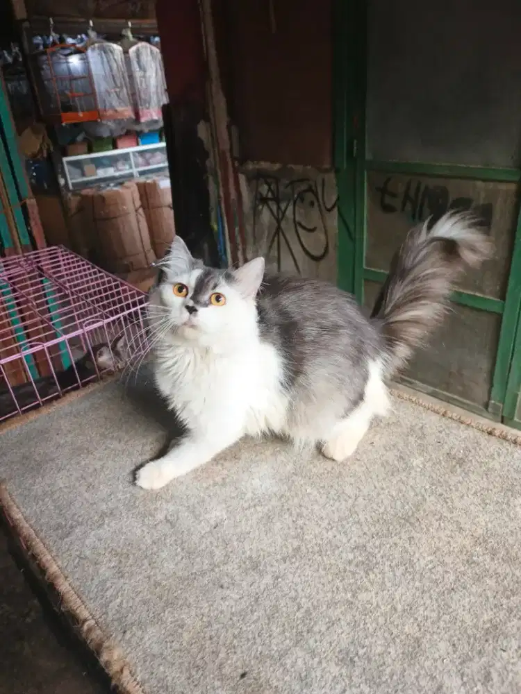 Persia jantan Longhair 7,5 bulan