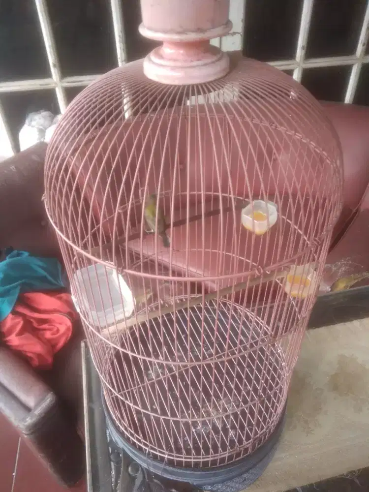 Burung Kolibri sogon full ngedasi