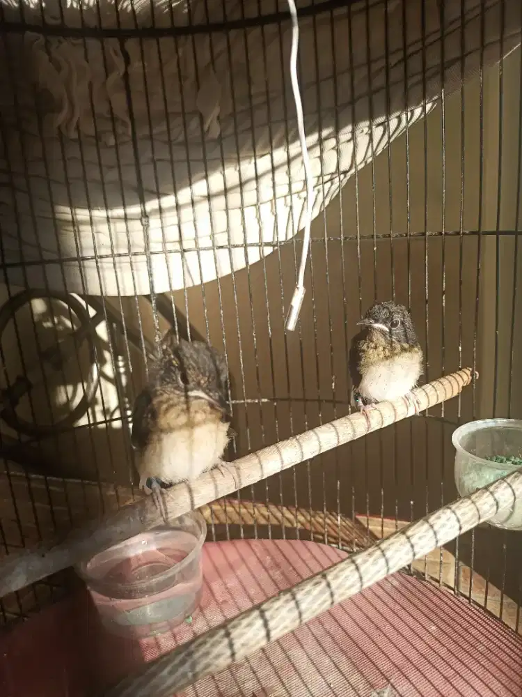 Trotol murai Trah Kelas Juara Regional