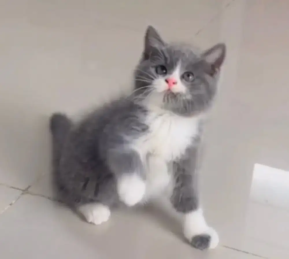Kucing Kitten Persian Shorthair