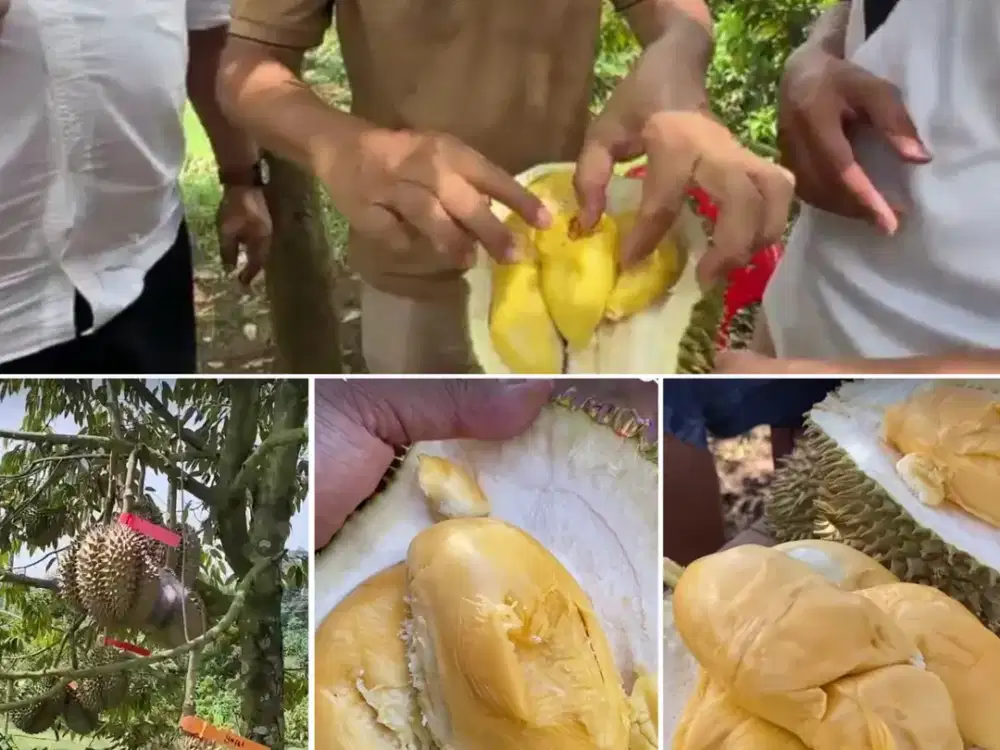 Dijual Tanah Kebun Durian Murah!!!  di Baros Serang Banten