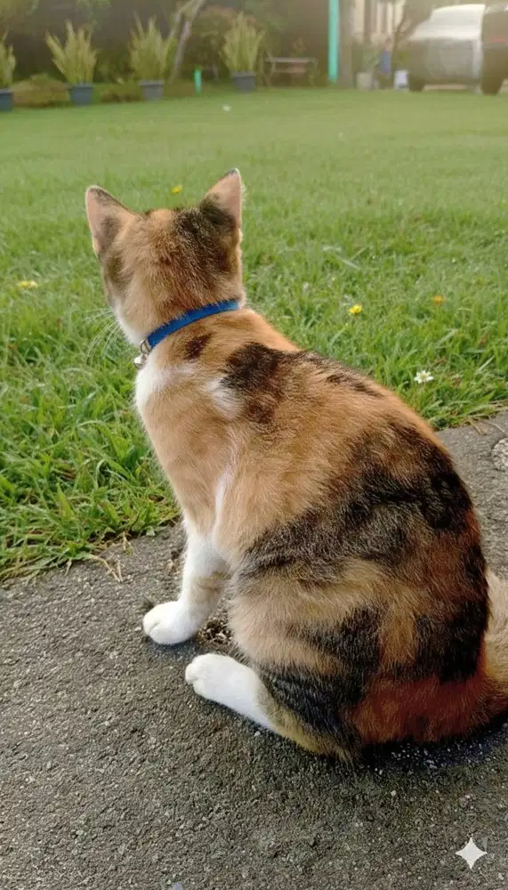 Kucing jantan 3 warna