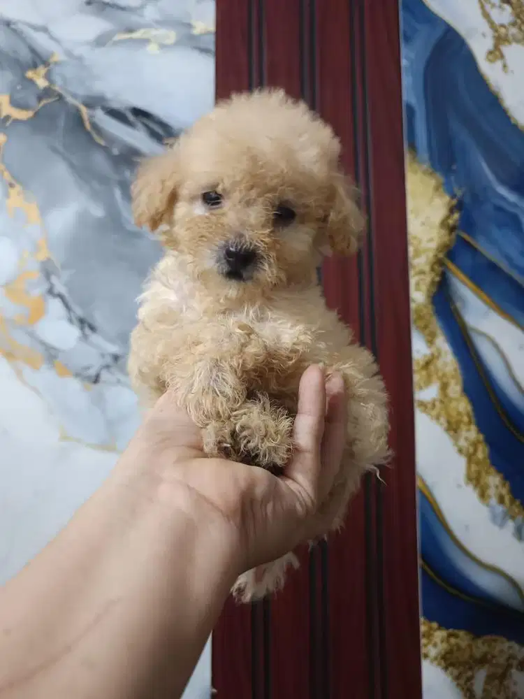 Toy Poodle Apricot