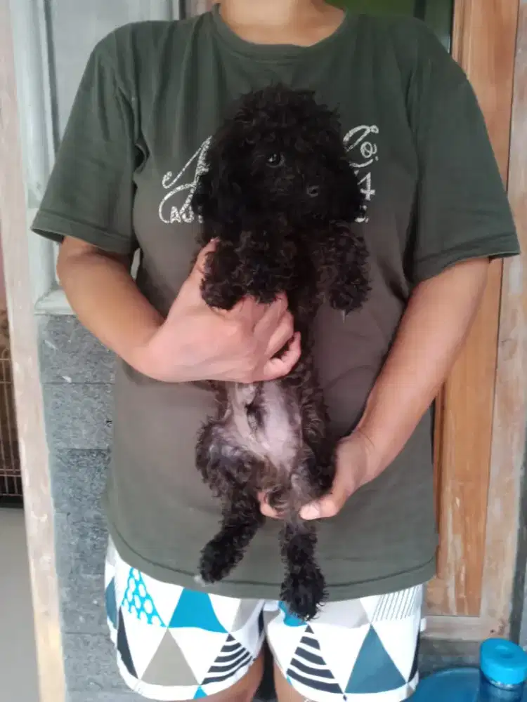 Poodle hitam jantan