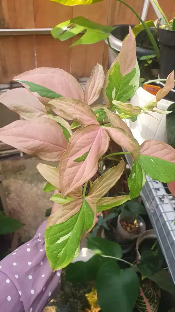 tukang kebun/pengurus tanaman