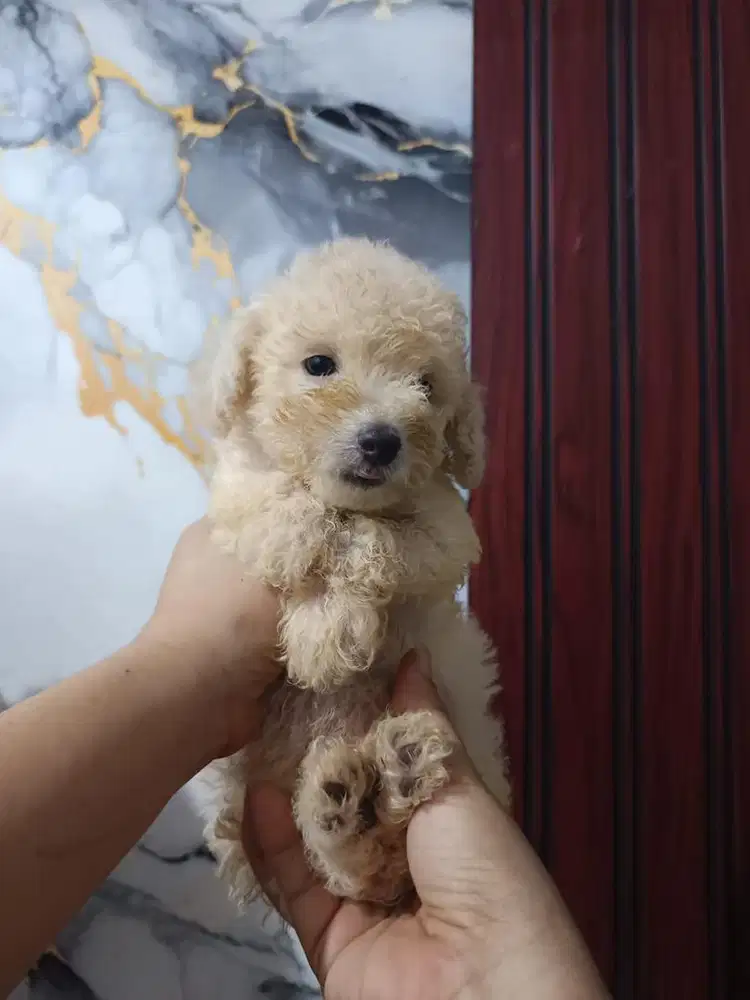 Apricot Toy Poodle, Maltipoo party, Golden Retriever Female