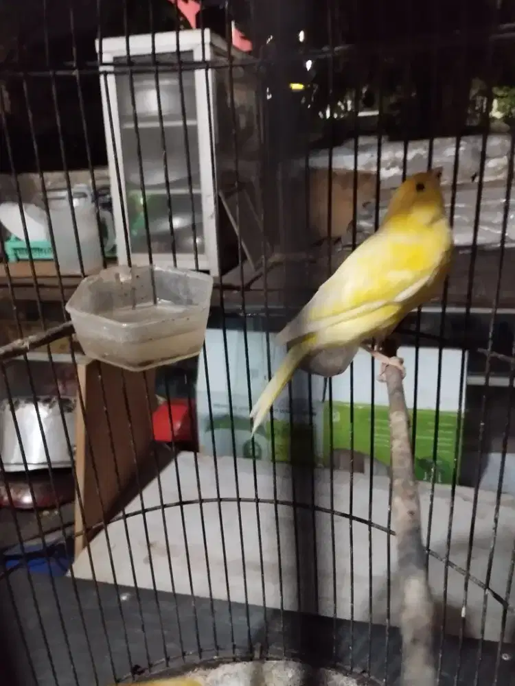 Burung kenari betina dewasa