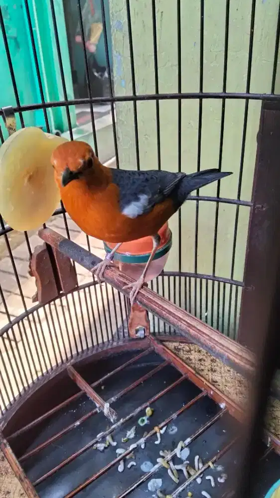 AM plong teler ring kondang