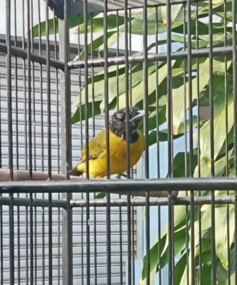 Samyong Jantan Pastol