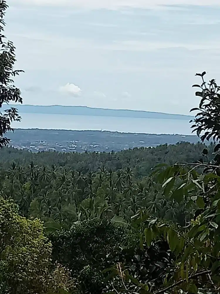 Tanah Kebun Manggis, bisa 20 Ton sekali panen